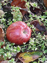 Newton's Apple